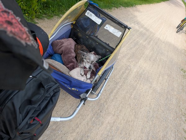 Mabel curled up asleep in the bike trailer on the trail